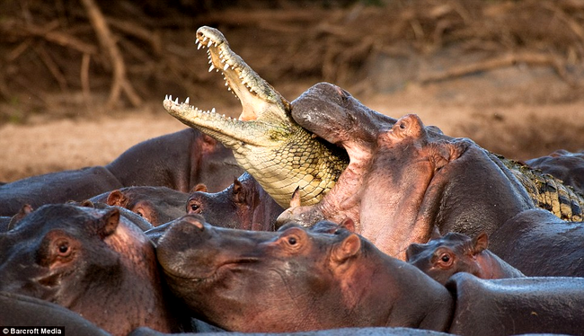 crocodilul este inhatat de hipopotami