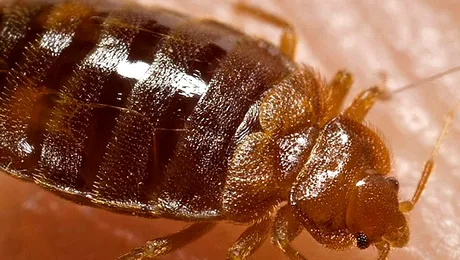 Cărțile de la bibliotecă ascund insecte ce se hrănesc cu sânge