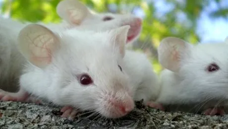 Stuart Little, in carne si oase!