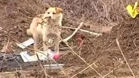 Loialitatea unui caine din China a uimit lumea intreaga (Video)