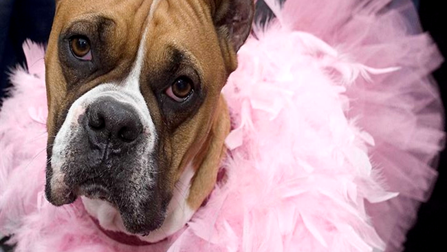 Catelus imbracat in tutu