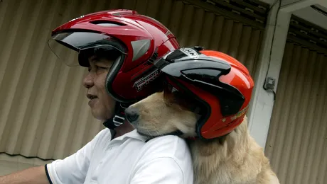 Fotografia zilei: Plimbare de weekend