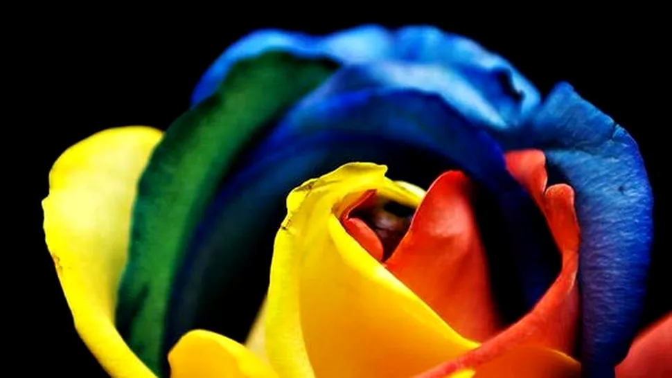 Cum sa obtii trandafiri multicolori (Poze)