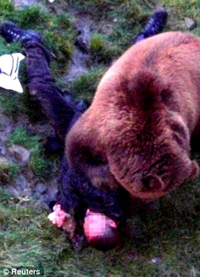 barbat atacat de ursul brun