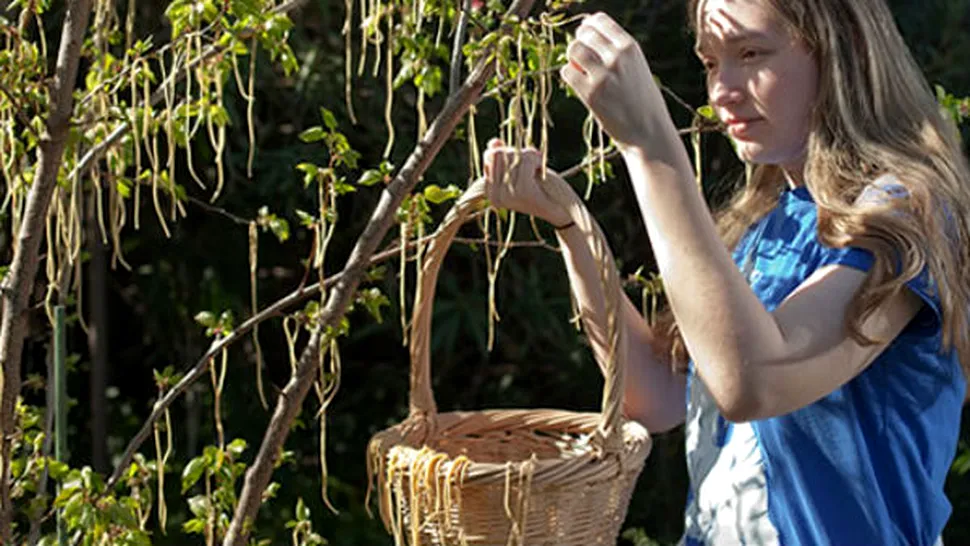 
 Adevărul despre arborii de spaghete din Elveţia! Cum se pot cultiva acasă

