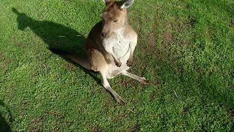 Cangur salvat din coltii rechinilor! (video)