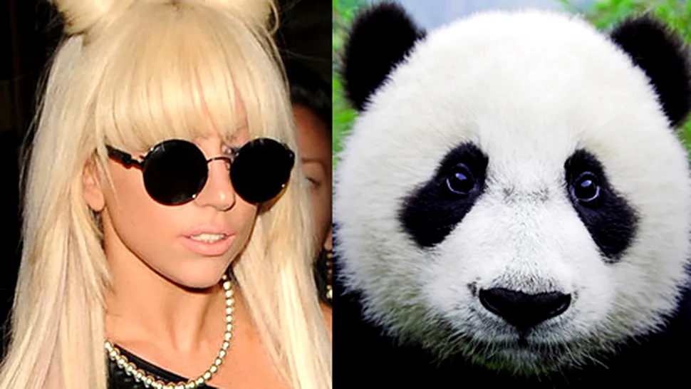 Lady Gaga e chiar panda! (Video)