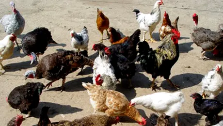 Isi hranea gainile cu cannabis