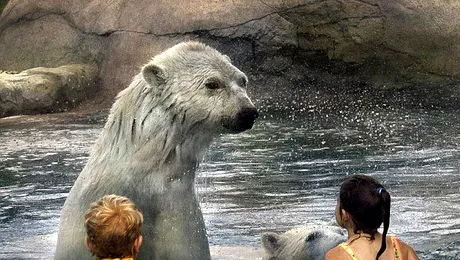 Copiii care inoata alaturi de ursi polari (Poze)