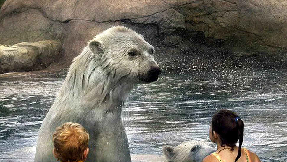 Copiii care inoata alaturi de ursi polari (Poze)