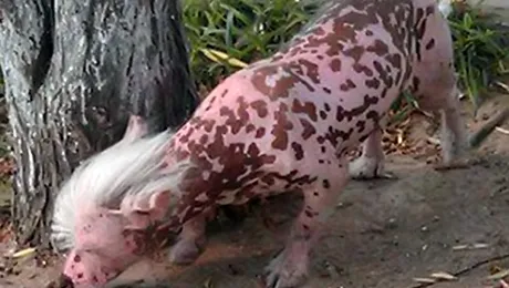 Tu îți poți da seama ce creatură mutantă este aceasta?