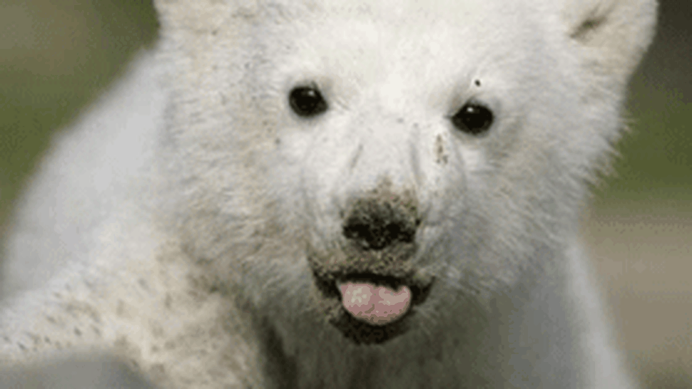Ursuletul polar Knut a implinit un an