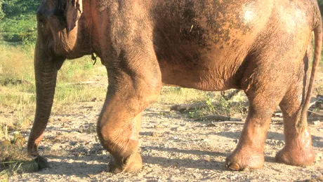 Elefantul alb, descoperit in Myanmar