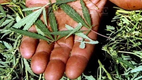 Israelienii au inventat canabisul „bun”