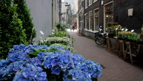 Cele mai populare flori pentru livrare și cum să le alegi în funcție de sezon (P)