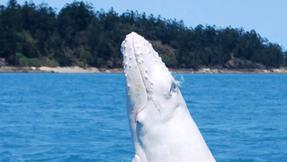 O balenă albă a fost filmată lângă coasta Australiei (Video)