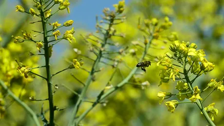 Uleiul de rapiță te scapă de grăsimea de pe abdomen