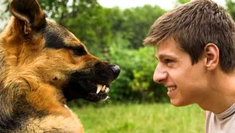 Noi reguli pentru proprietarii de câini din Capitală