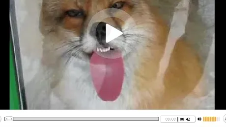 Vulpea care linge geamuri, vedeta pe internet (Video)