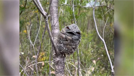 O femeie a văzut o „pasăre fericită” într-un copac. Când s-a apropiat și-a dat seama că a greșit