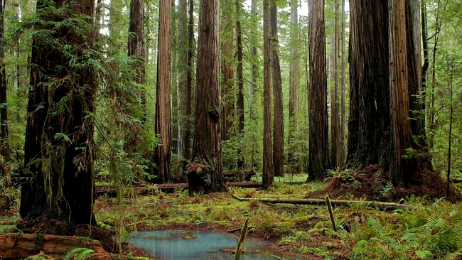 Humboldt Redwoods State Park