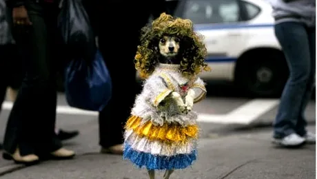 10 motive pentru care oamenii sunt muscati de caini