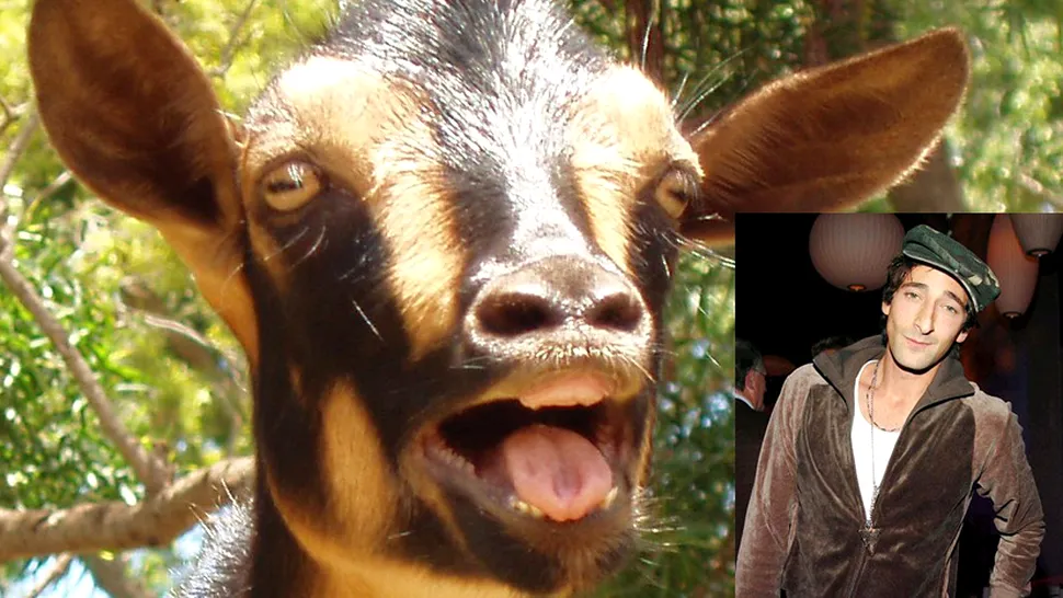 Actorul Adrien Brody, terorizat de caprele sale