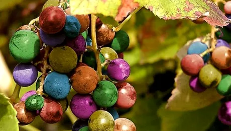 Strugurii curcubeu chiar există!