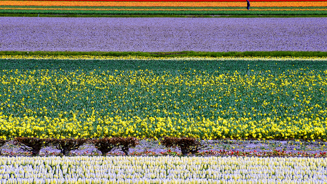 Câmpuri Olandeze de flori