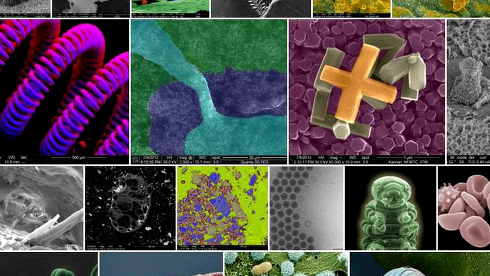 Imagini spectaculoase cu lucruri văzute la microscop
