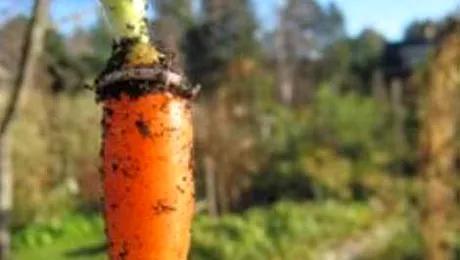 Verigheta gasita dupa 16 ani, in varful unui morcov