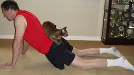 „Yoga cu pisici”, clipul care te va convinge să faci mișcare! (Video)