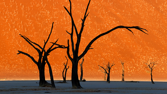 Copacii Thorn Camel, Namibia