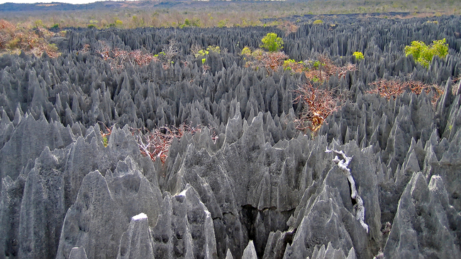Pădurea de piatră, Madagascar