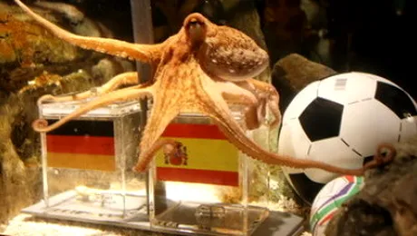 Caracatita prezicatoare ar suprevietui in Spania: Specia sa e scoasa din meniuri!