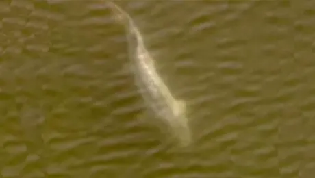 „Dinozaur viu” descoperit in apele din San Francisco Bay! (poza&video)