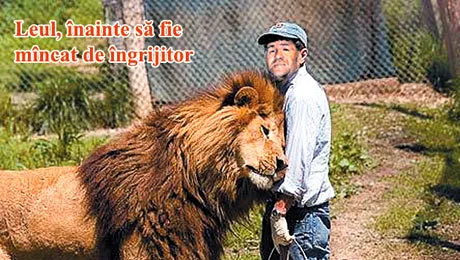Un ingrijitor a mancat leul de la Gradina Zoologica din Braila!