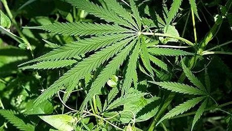 S-a deschis prima companie de marijuana medicală