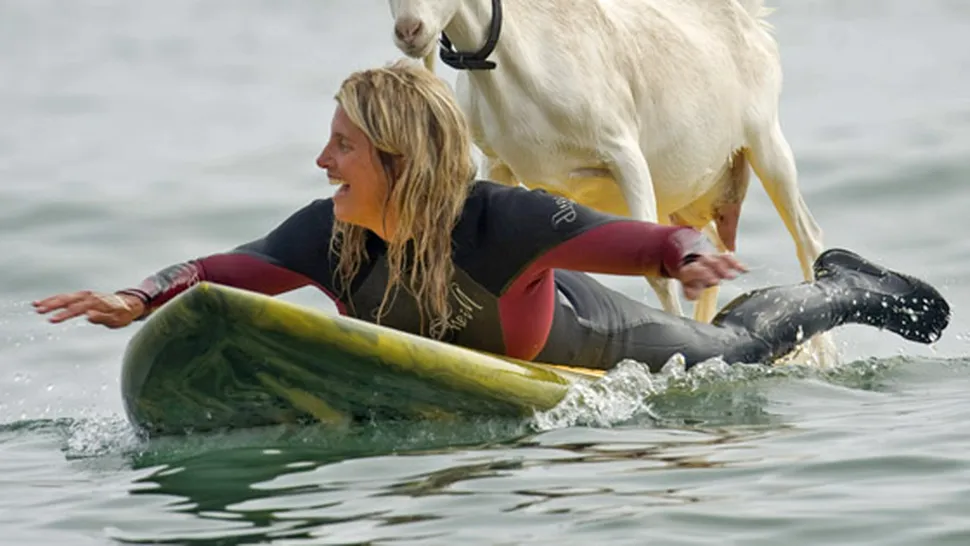 Două capre fac surfing în California (Video)
