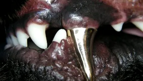 Dinte de aur gasit in carnati!