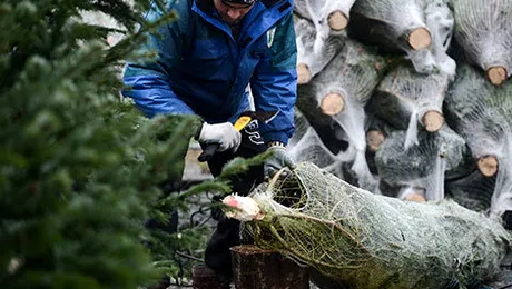 Expoziții cu brazi de Crăciun, la prețuri între 60 și 300 de lei