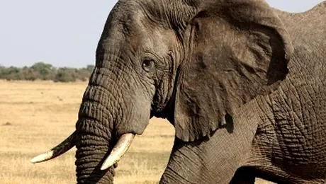 Știai că și animalele plâng?