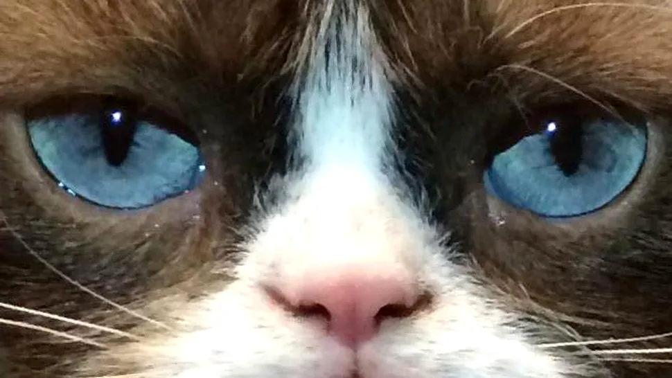 Grumpy Cat a câștigat peste 100 de milioane de dolari, în doi ani de zile