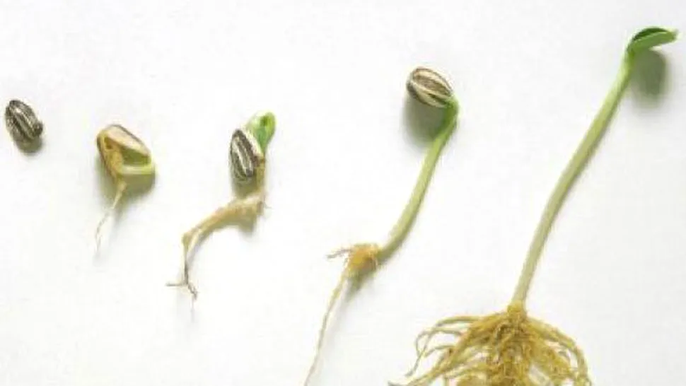 Cum cresc semințele