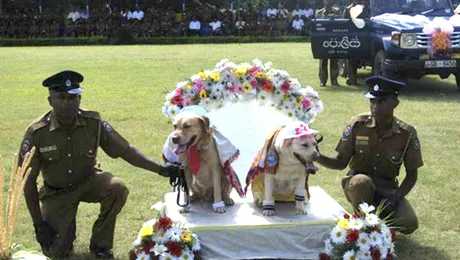 Sri Lanka: „Nunta” publică a unor câini polițiști, condamnată de ministrul Culturii