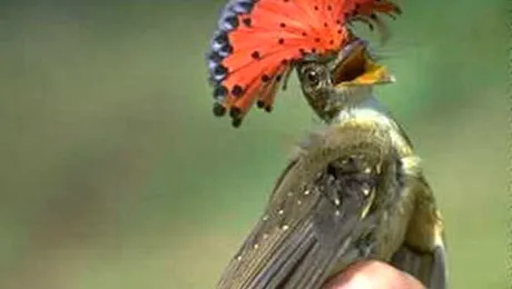 Top 23 animale despre care nu știai că există (Poze)