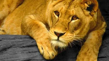 Adolescentă mușcată de leoaică, la Grădina Zoologică din Rădăuți