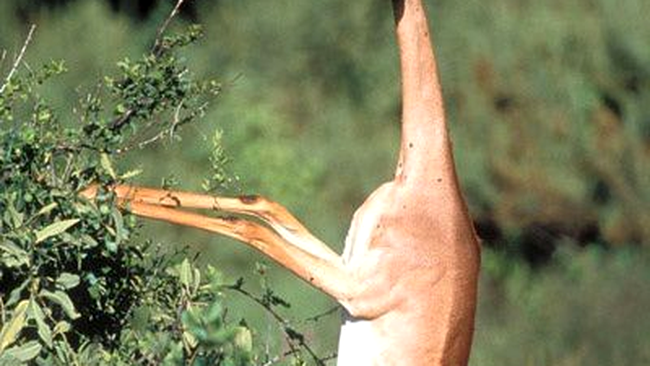 gerenuk