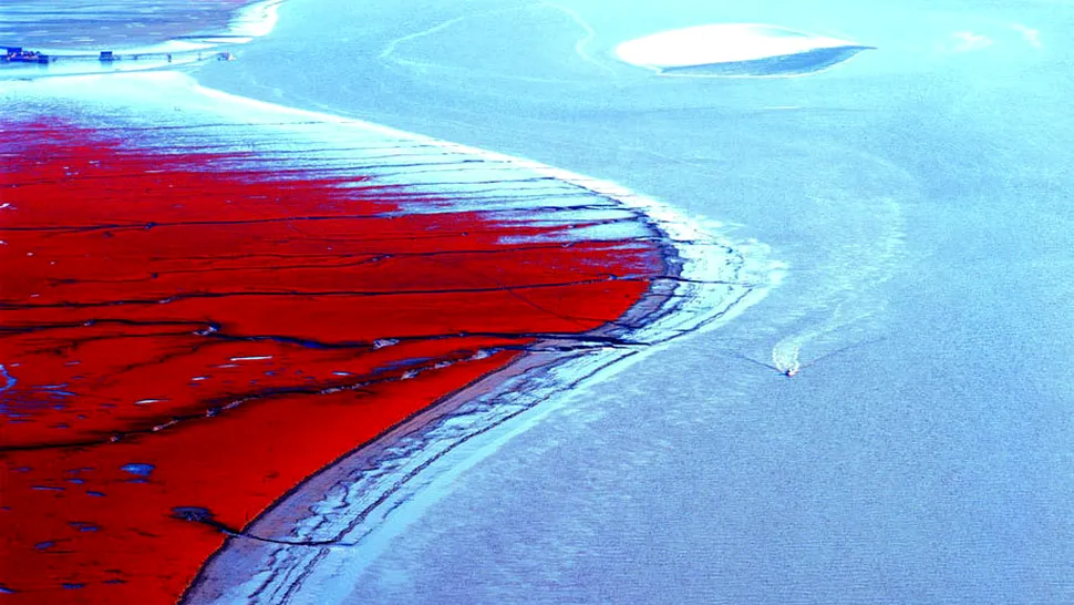 Plaja Roșie din China - un spectacol de culoare