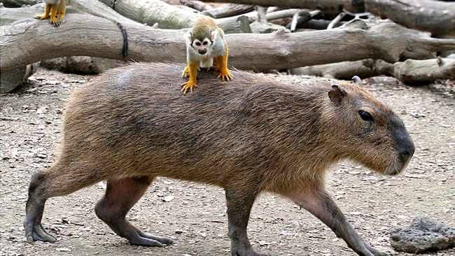 capibara